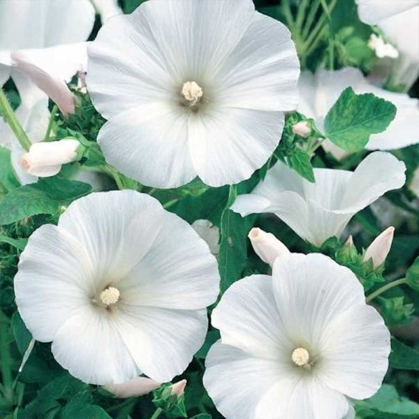 Zoomaa kuva kohteesta Malva 'Mont Blanc'