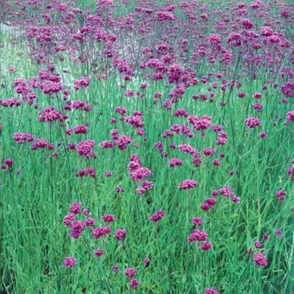 Zoomaa kuva kohteesta Verbena 'Grace'