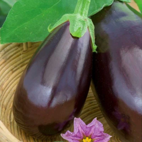 Zoom bilde av Aubergine 'Black beuty'