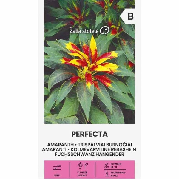 Zoom bilde av Amarant 'Perfecta'