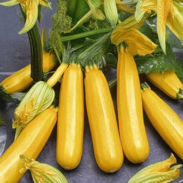 Zoom bilde av Squash 'Goldena'