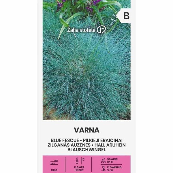 Zoomaa kuva kohteesta Sininata 'Varna'