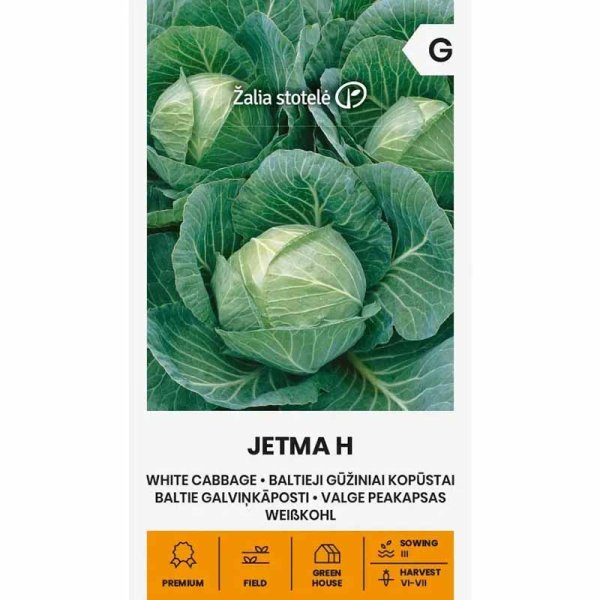 Zoomaa kuva kohteesta Valkokaali 'Jetma' H