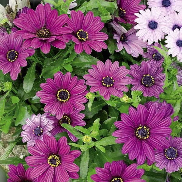 Zoom bilde av Kapmargeritt 'Akila Purple'