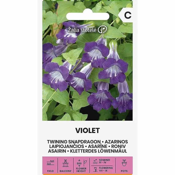 Zoomaa kuva kohteesta Maurandia 'Violet'