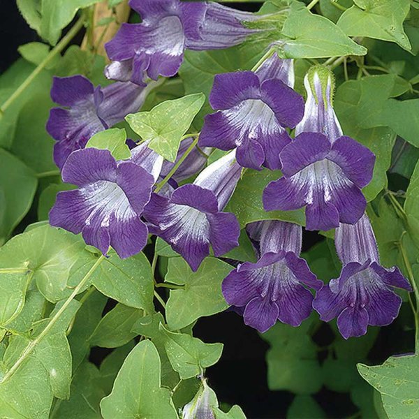 Zoomaa kuva kohteesta Maurandia 'Violet'