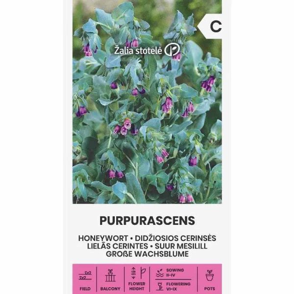 Zoomaa kuva kohteesta Vahakukka 'Purpurascens'