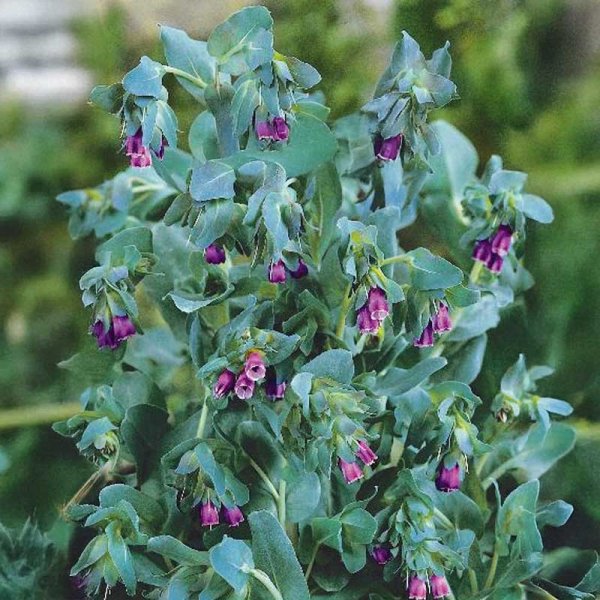 Zoomaa kuva kohteesta Vahakukka 'Purpurascens'