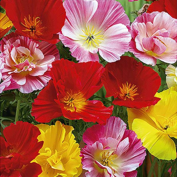 Zoomaa kuva kohteesta California Poppy 'Ballerina' mix