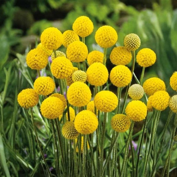 Zoom bilde av Billy Button 'Billy buttons'