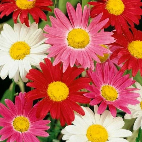 Zoom bilde av Painted Daisy 'Robinson's Giants'