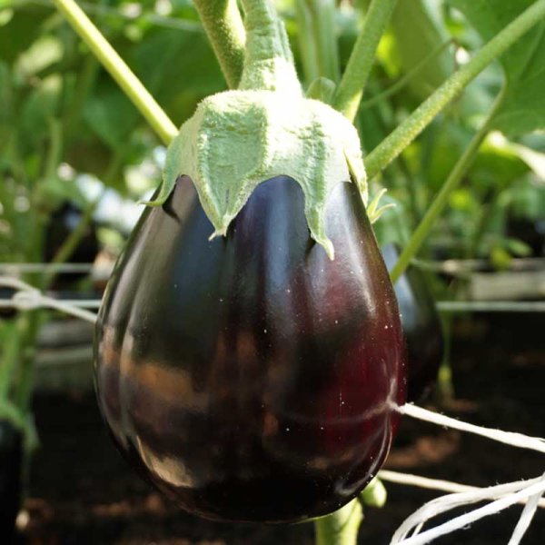 Zoom bilde av Aubergine 'Agata' H