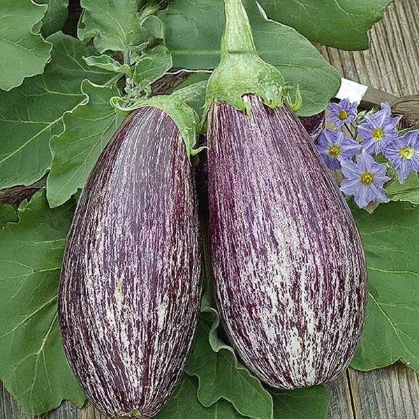 Zoom bilde av Aubergine 'Tsakoniki'