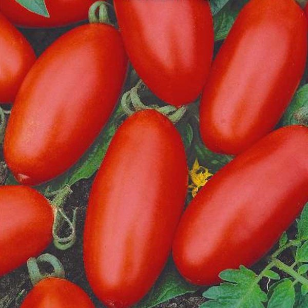 Zoomaa kuva kohteesta Tomato Plommontomat 'Massaro' H