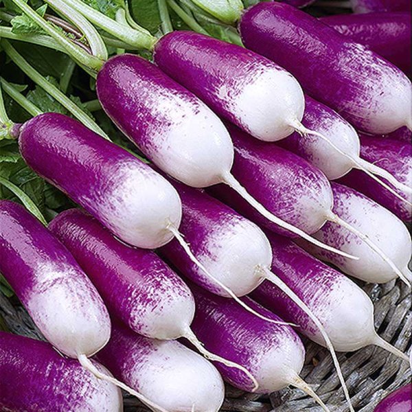 Zoom bilde av Reddik 'Felicia'