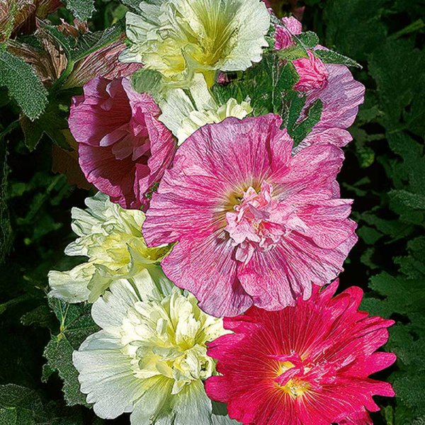 Zoom bilde av Hollyhock 'Majorette'