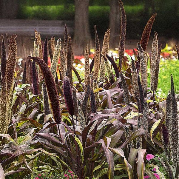 Zoom bilde av Perlehirse 'Copper Prince' h
