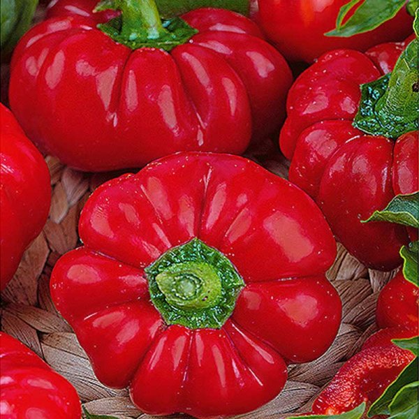 Zoomaa kuva kohteesta Paprika 'Rajen'