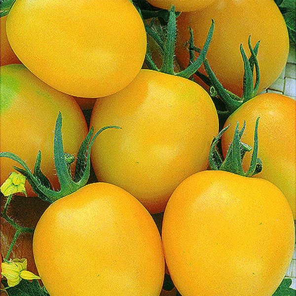 Zoomaa kuva kohteesta Tomato Plommontomat 'Yellow river' H