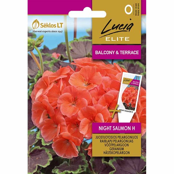 Zoom bilde av Geranium 'Night Salmon' H