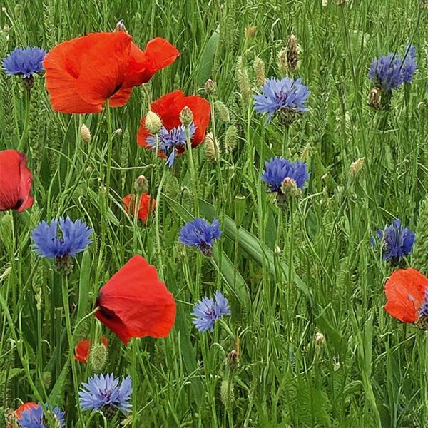 Zoomaa kuva kohteesta Flower Mix 'Red & blue'