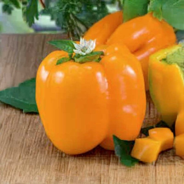Zoomaa kuva kohteesta Paprika 'Lamia'