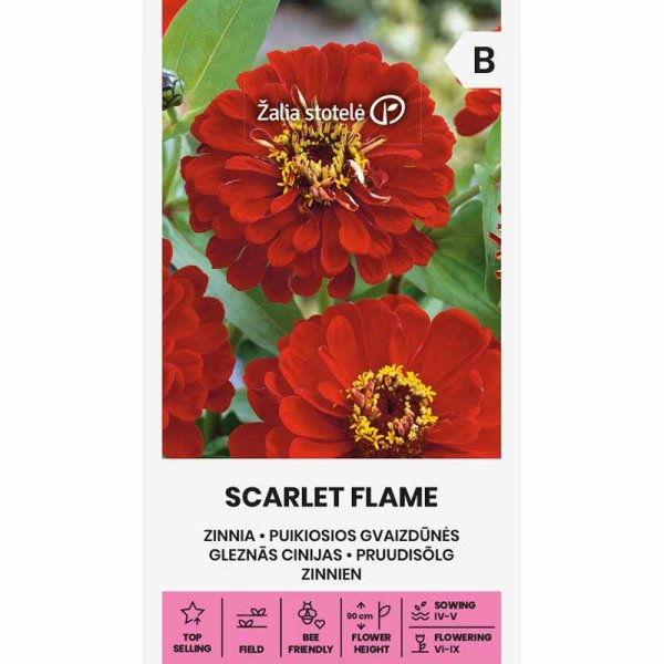 Zoomaa kuva kohteesta Zinnia 'Scarlet Flame'