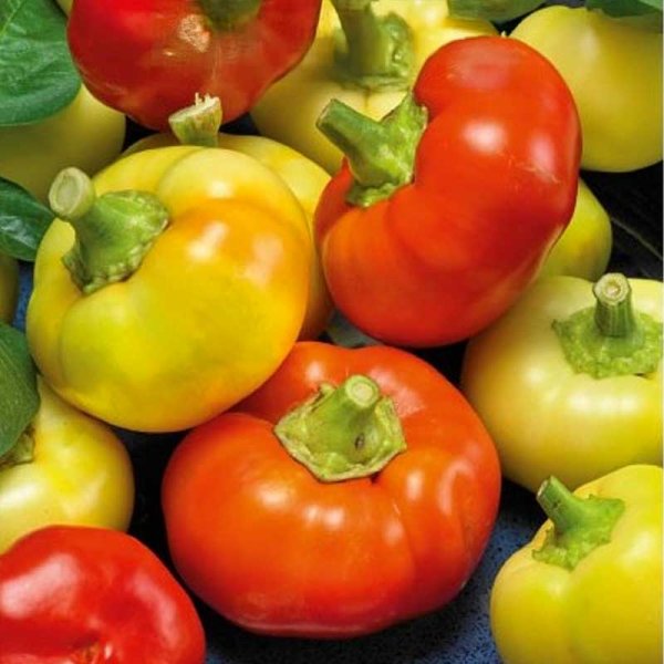 Zoomaa kuva kohteesta Paprika 'Ilika'