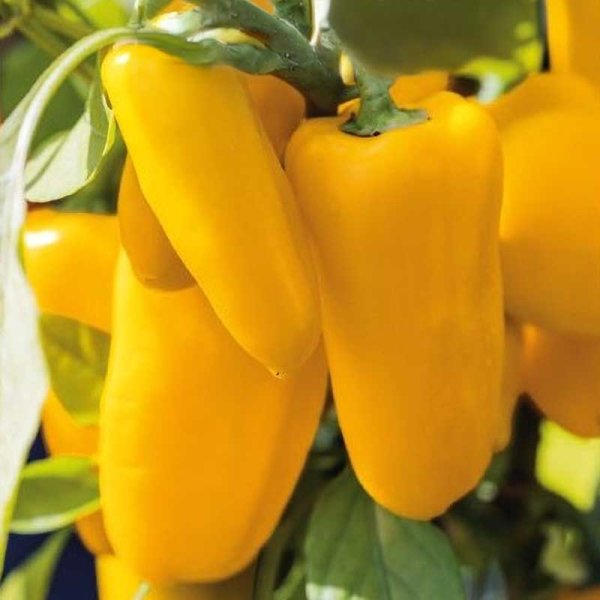 Zoomaa kuva kohteesta Tomato 'Lemon dream'