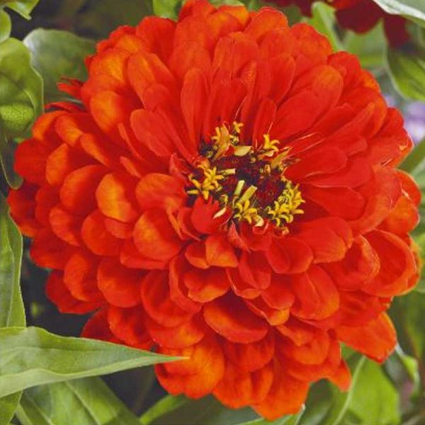 Zoomaa kuva kohteesta Zinnia 'Orange King'