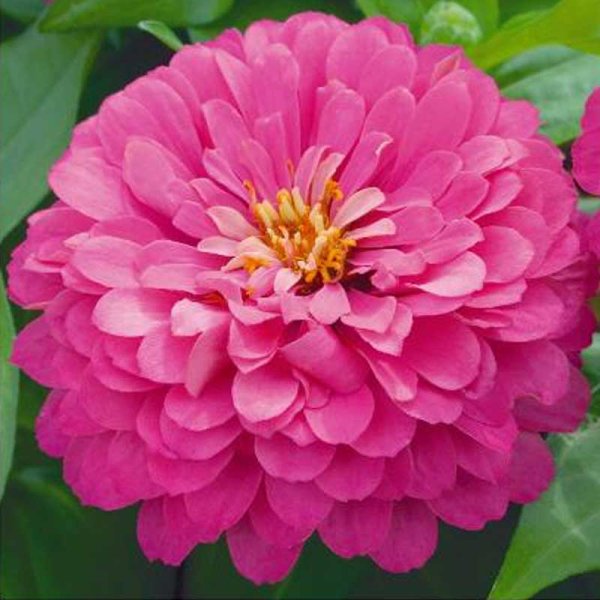 Zoomaa kuva kohteesta Zinnia 'Luminosa'