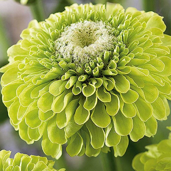 Zoomaa kuva kohteesta Zinnia 'Envy'