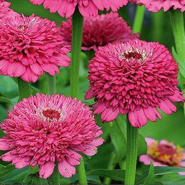 Zoomaa kuva kohteesta Zinnia 'Zinderella Purple'