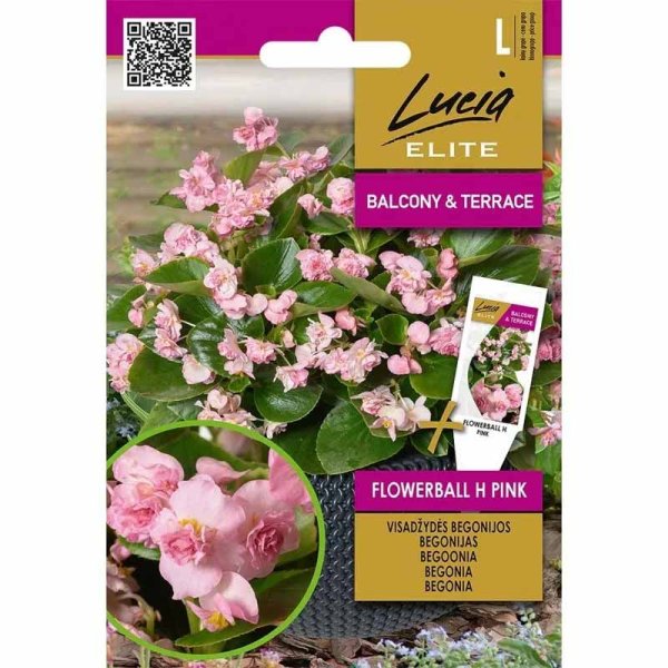 Zoom bilde av Begonia 'FlowerBall' H Rosa