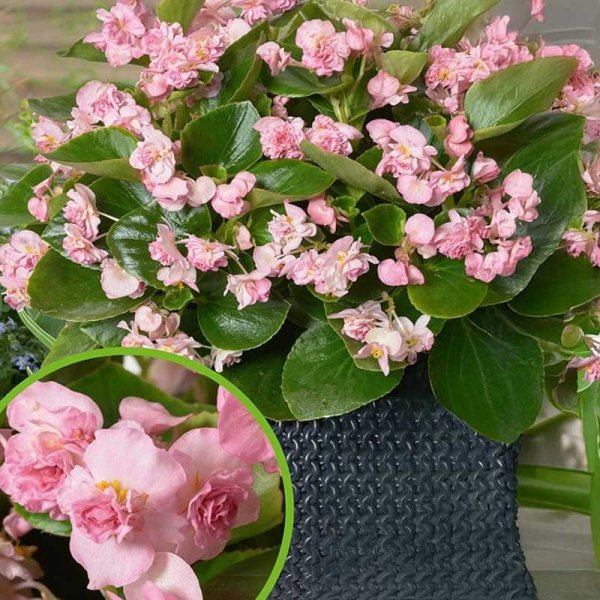 Zoom bilde av Begonia 'FlowerBall' H Rosa