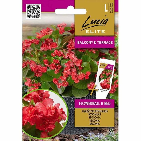 Zoom bilde av Begonia 'Flowerball' H