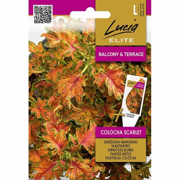 Zoomaa kuva kohteesta Kirjovehka 'Colocha Scarlet'