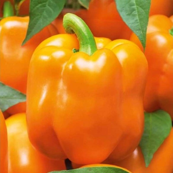 Zoomaa kuva kohteesta Paprika 'Clementine' H