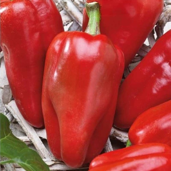 Zoomaa kuva kohteesta Paprika 'Reina' H