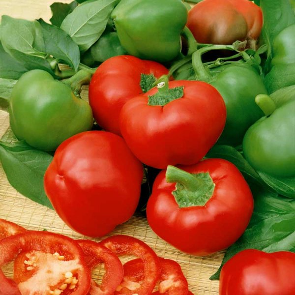 Zoomaa kuva kohteesta Paprika 'Topepo Rosso'