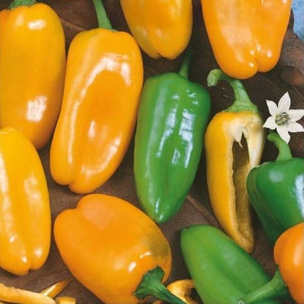 Zoomaa kuva kohteesta Paprika 'Hamik'