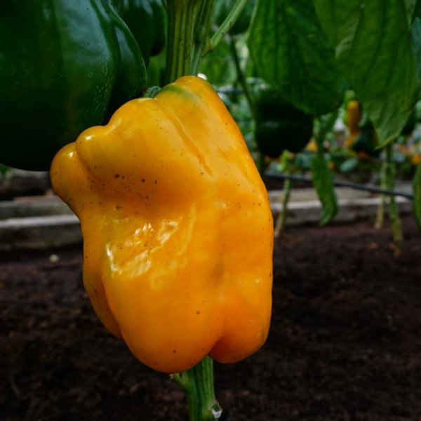 Zoomaa kuva kohteesta Paprika 'Kromo' F1