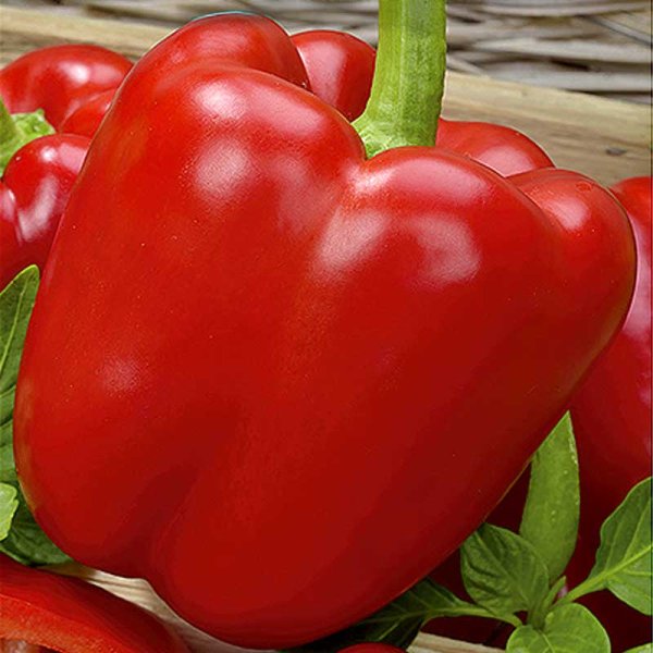 Zoomaa kuva kohteesta Paprika 'Bendigo' F1