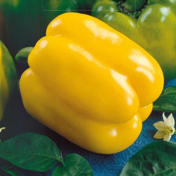 Zoomaa kuva kohteesta Paprika 'Quadrato D'Asti Giallo'