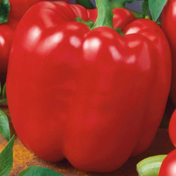 Zoomaa kuva kohteesta Paprika 'Quadrato d'Asti Rosso'