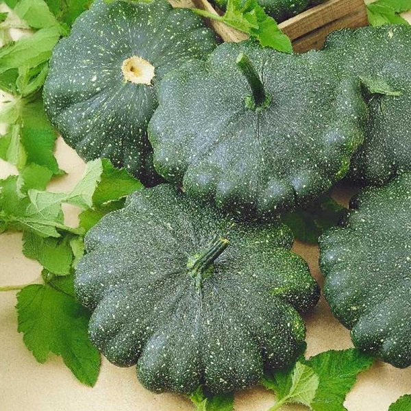 Zoom bilde av Tefatsquash 'Greendisc' h