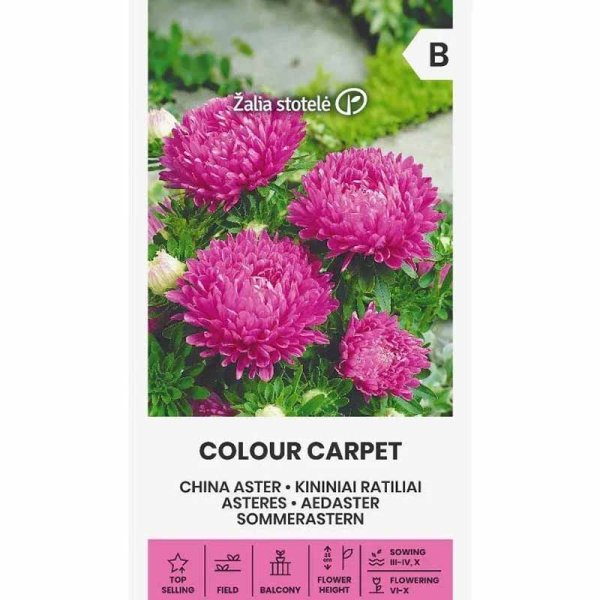 Zoomaa kuva kohteesta Kesäasteri 'Colour Carpet' Vaaleanpunainen