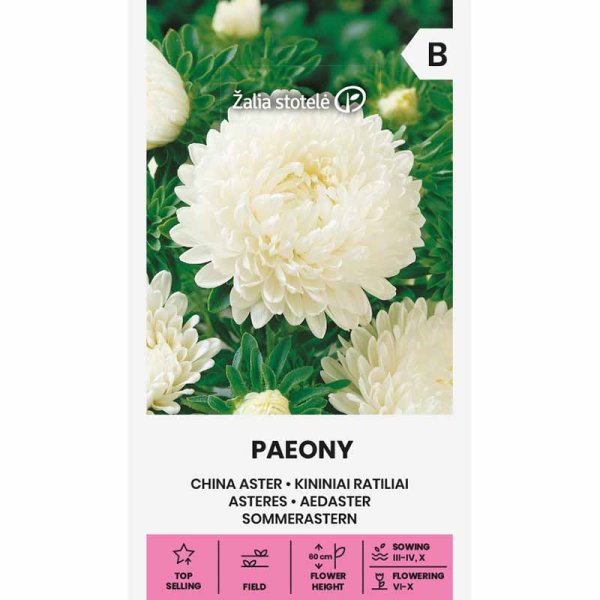Zoomaa kuva kohteesta Kesäasteri 'Paeony' valkoinen