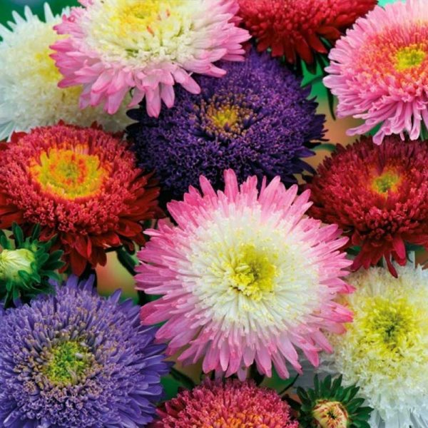 Zoomaa kuva kohteesta Kesäasteri 'Bouquet Powderpuffs'