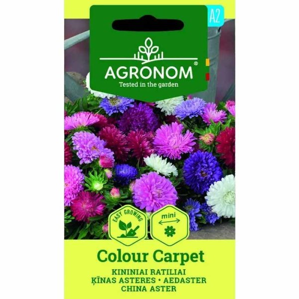 Zoomaa kuva kohteesta Kesäasteri 'Colour Carpet Mix'
